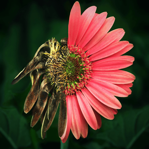 Osho course image