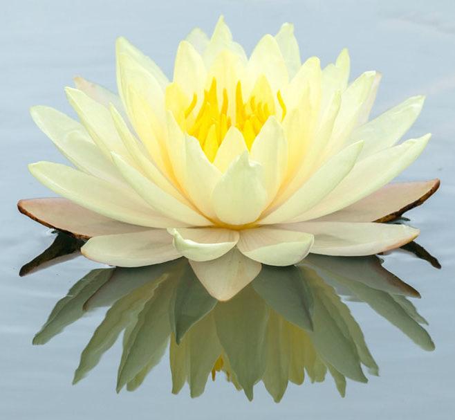 Osho course image