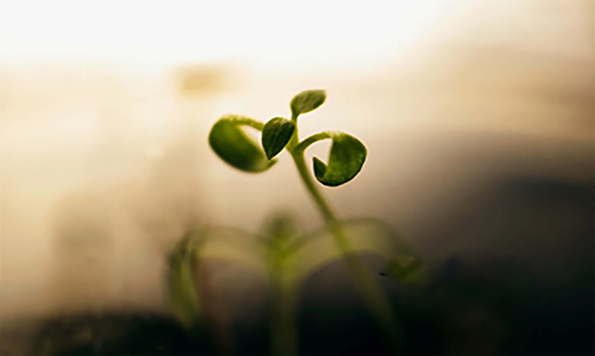 Osho course image