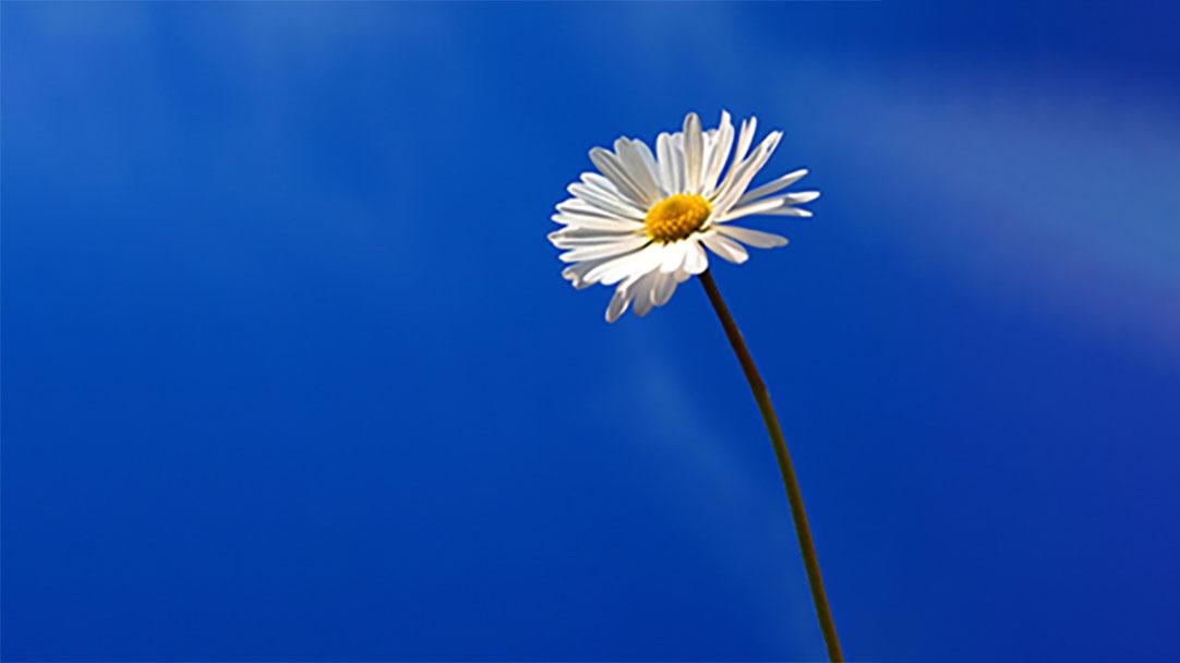 Osho course image