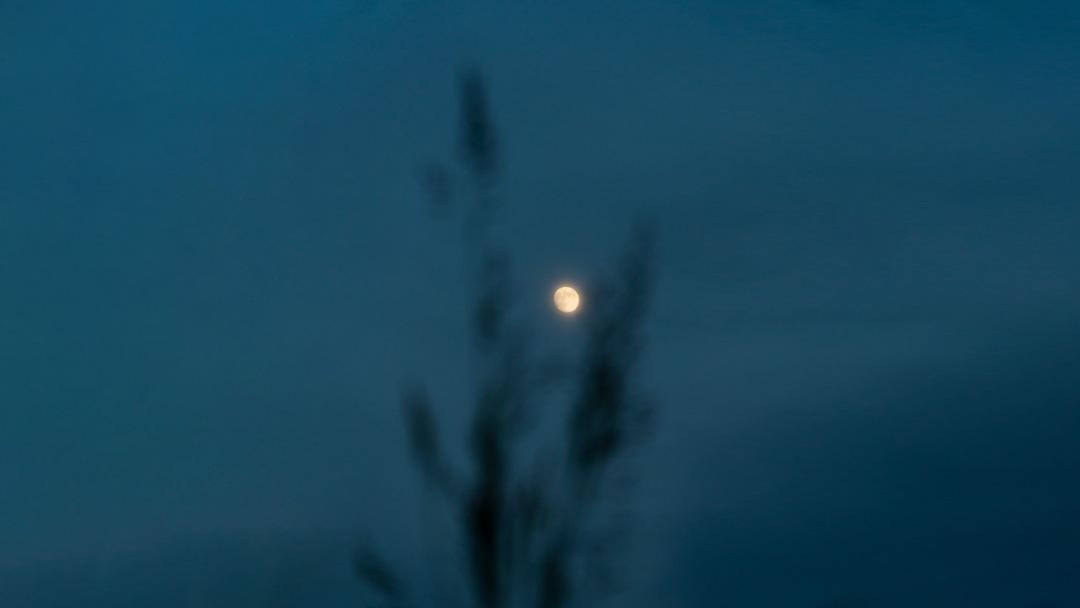 Osho course image